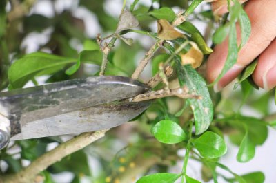 米蘭為什么總養不好？室內養護關鍵點全掌握